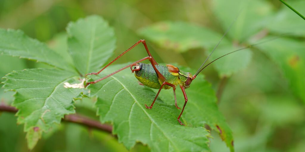 Laubholz-Säbelschrecke