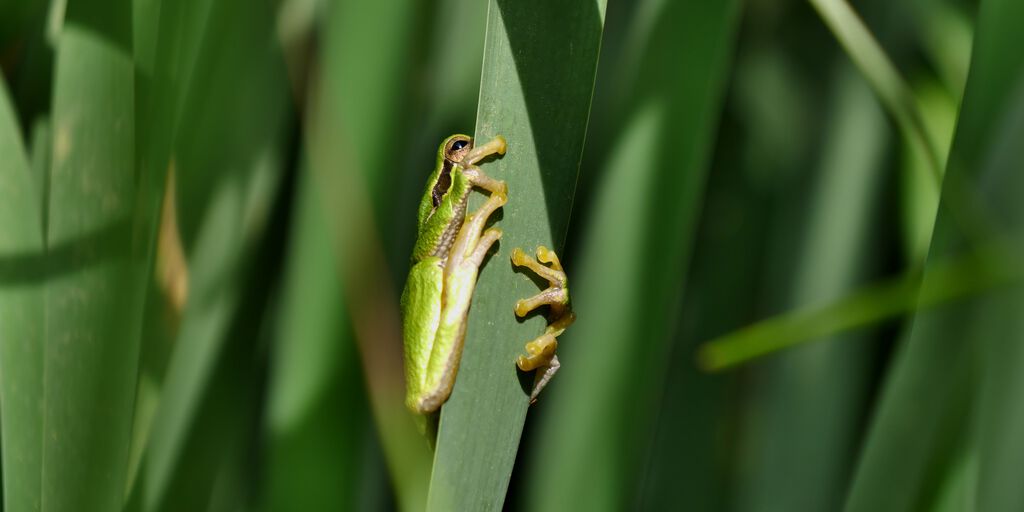 Laubfrosch