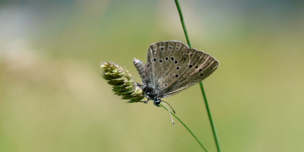 Heller Wiesenknopf-Ameisenbläuling