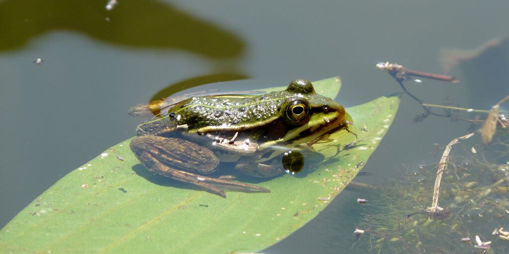 Teichfrosch