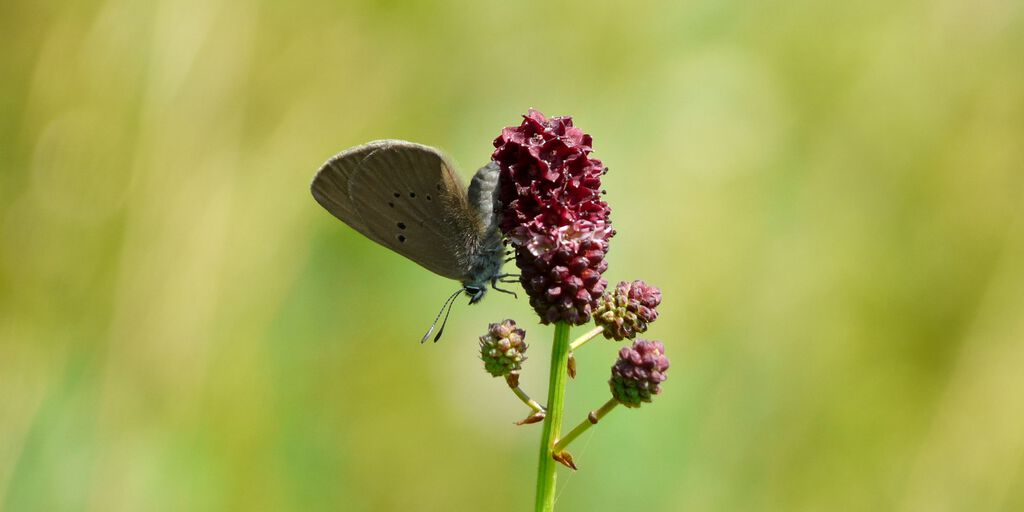 Dunkler Wiesenknopf-Ameisenbläuling