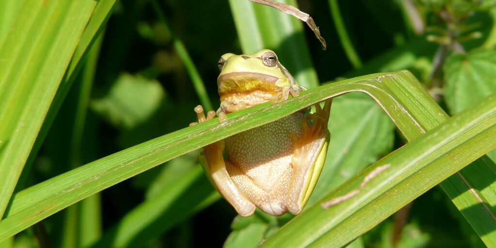 Laubfrosch