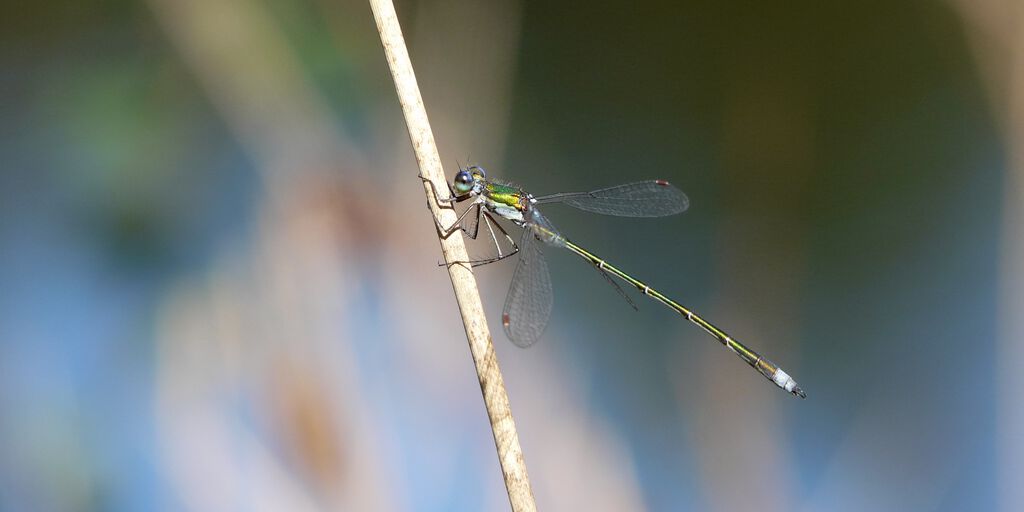 Kleine Binsenjungfer